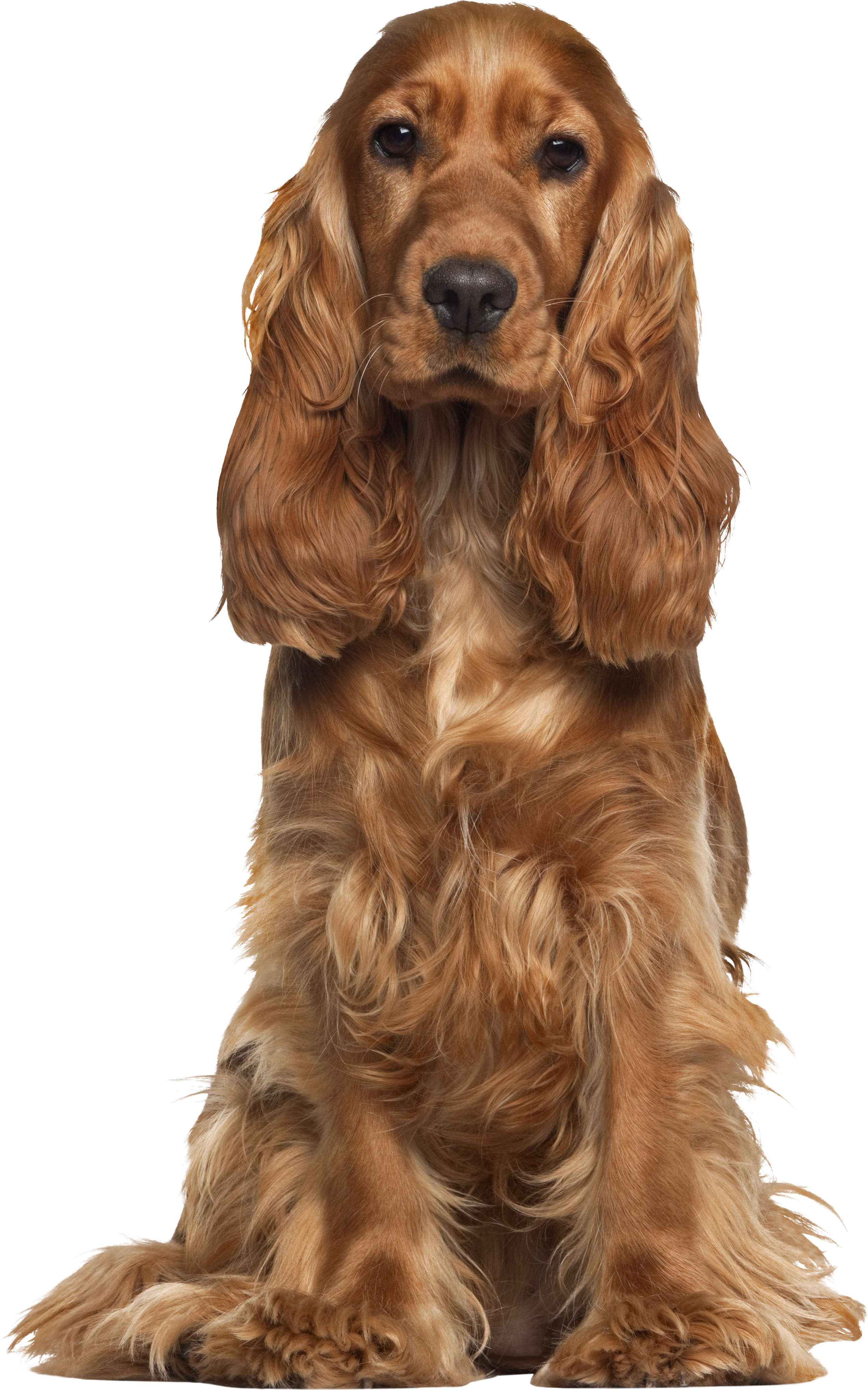 English Cocker Spaniel, 9 Months Old