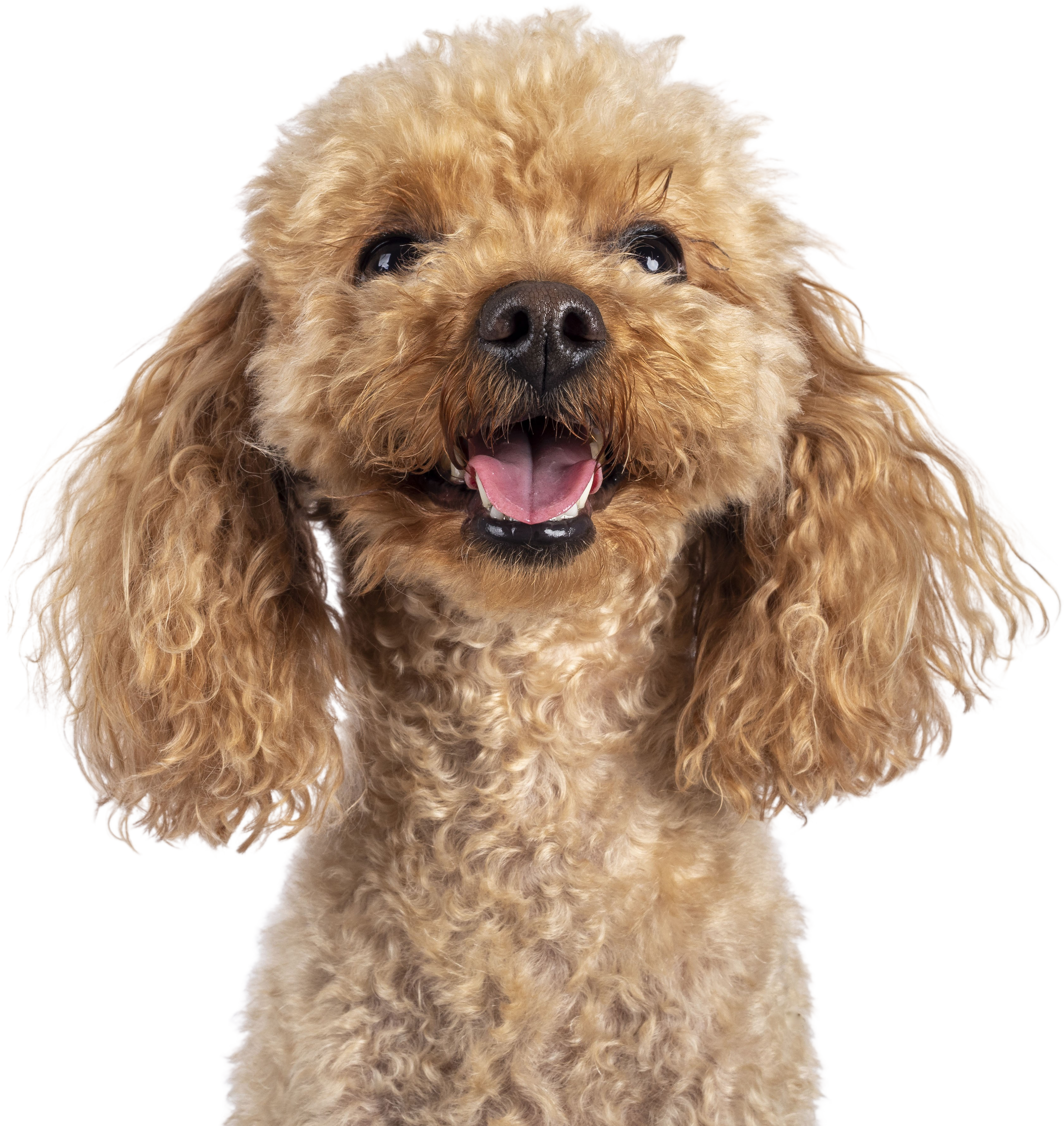 Toy miniature poodle dog on transparent background